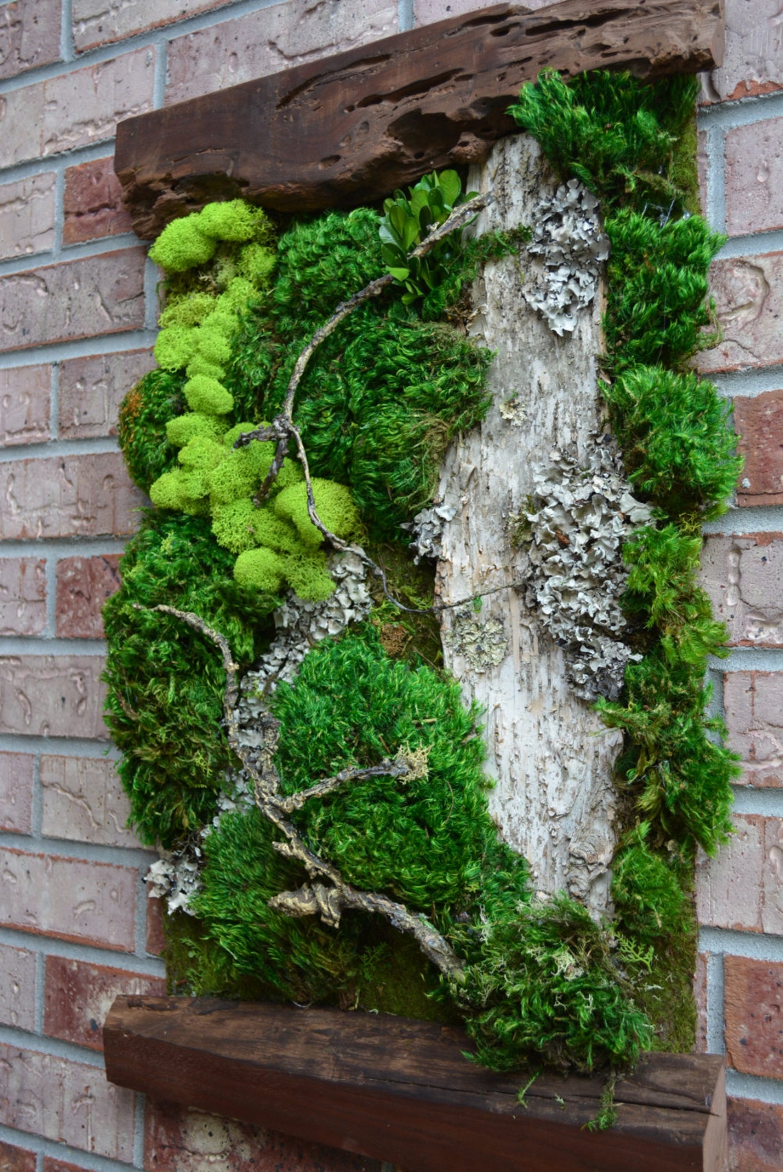 - Cultivate A Natural Oasis: Discover The Vitality Of Live Moss For Your Plants