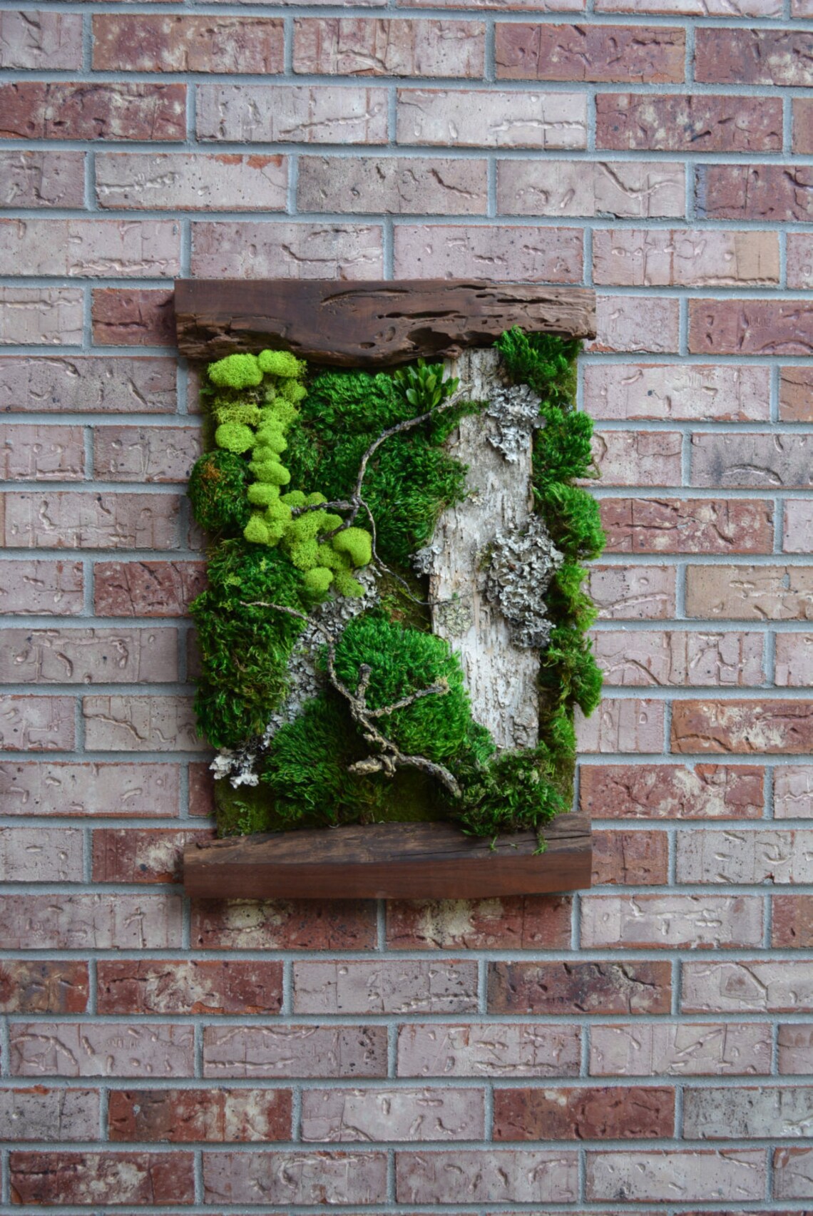 Living Moss Wall Etsy