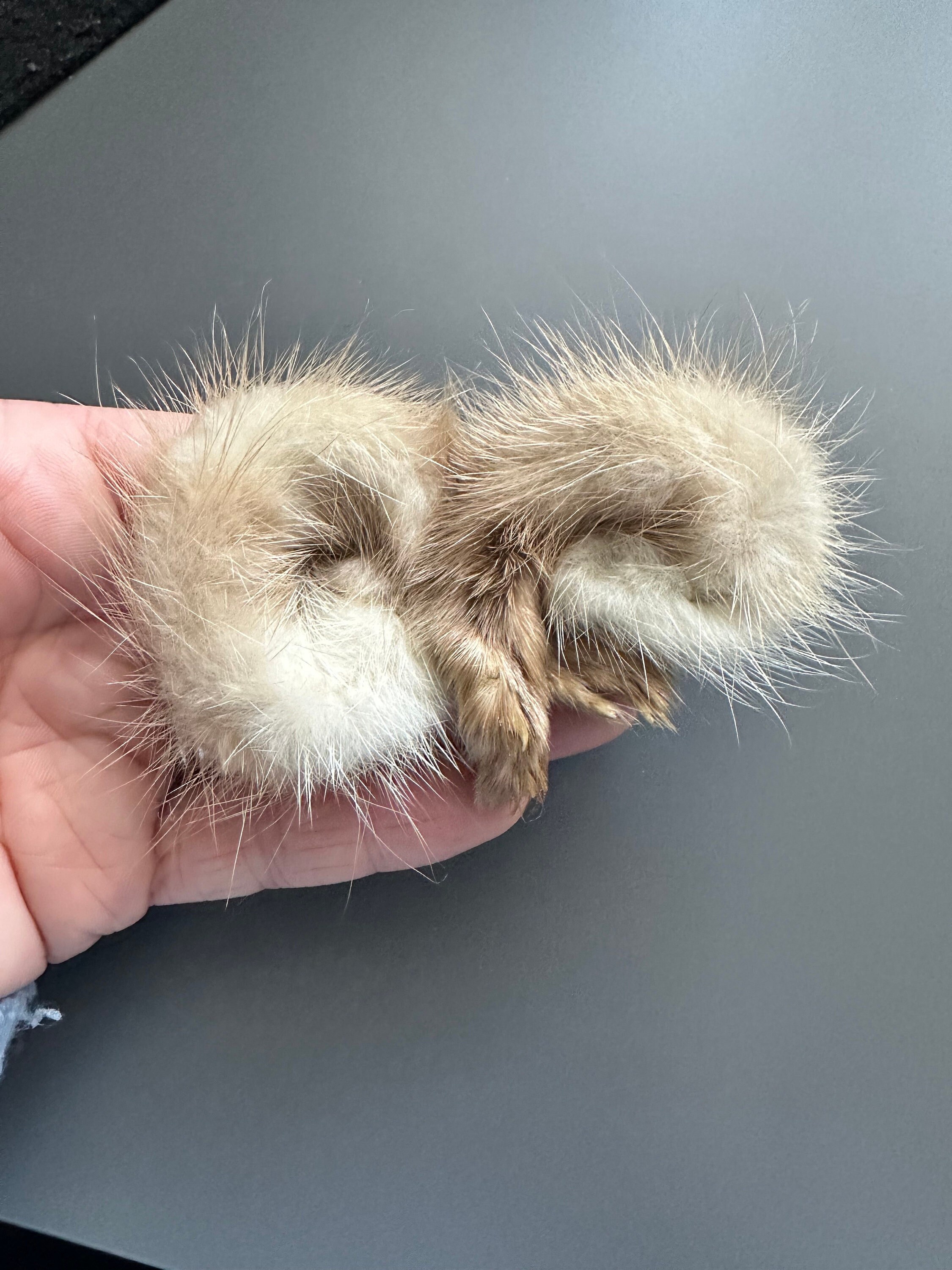 Rabbit's foot brooch best sale