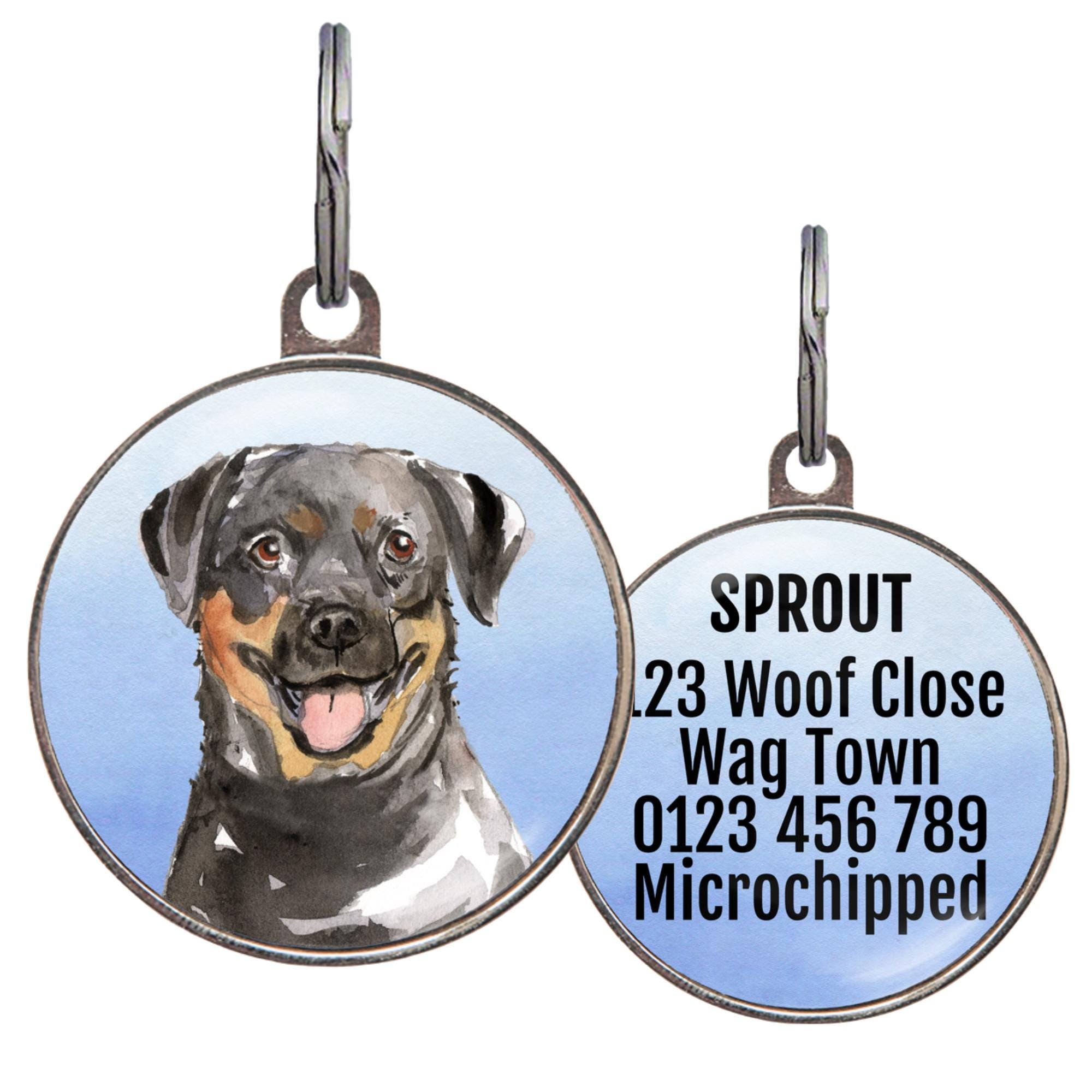 Cane Misto Della Razza Del Feist Nero Felice Di Labrador Con Il Collare Arancio Image109033492 - Foto 6