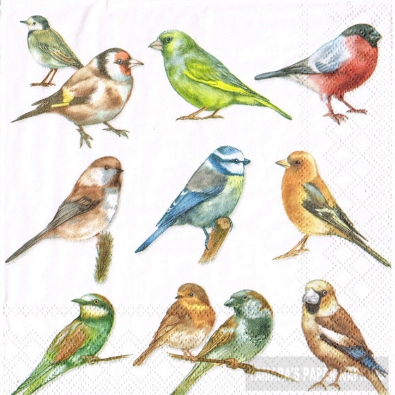 4 Decoupage Napkins Collection Of Birds 1800 Designs Etsy 4 Decoupage Napkins Collection Of Birds 1800 Designs Etsy