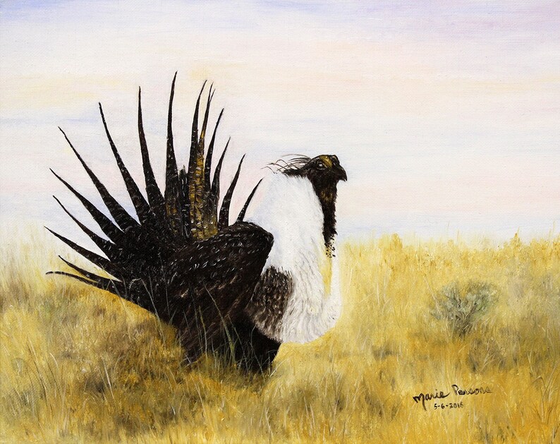 May include: A painting of a Greater Sage Grouse with its tail feathers fanned out. The bird is standing in a field of tall grass. The background is a soft, pastel sky.