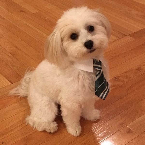 TIE ONLY! Green Striped Dog Tie & Shirt Collar Combo for Harry Potter Fans; Doggy Tie, Puppy Tie, Cat Tie, Pet Tie, Halloween Dog Costume