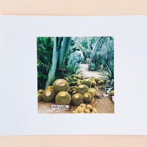 Kaktus Postkarte - Fotografiert im Moorten Botanical Garden in Palm Springs