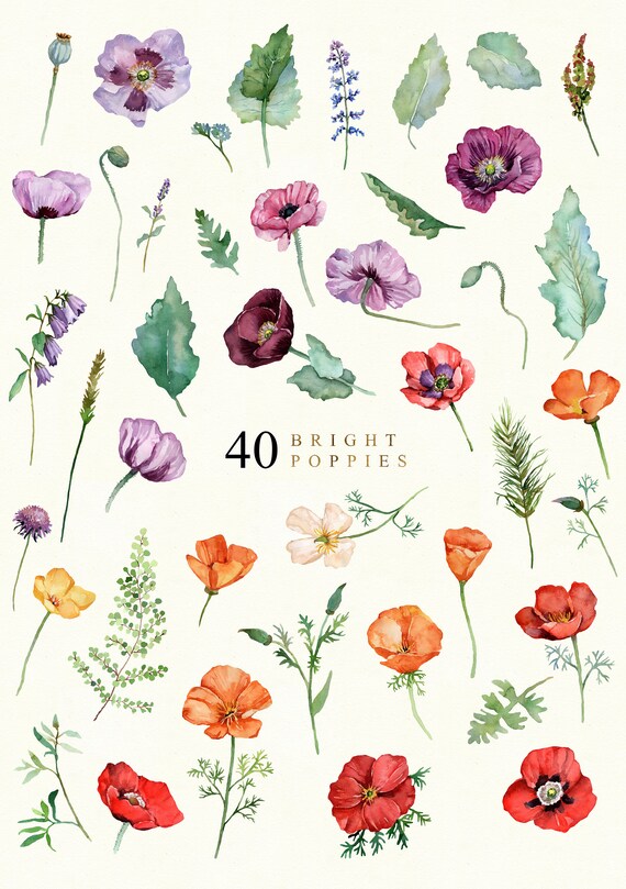 Digital Watercolor California Poppies Flowers Clipart DIY Floral Designs Invitations Boho Wedding Stationery print Scrapbook Wallpaper Logo