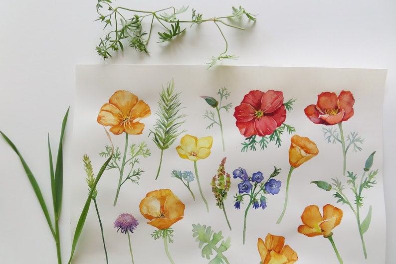 Digital Watercolor California Poppies Flowers Clipart DIY Floral Designs Invitations Boho Wedding Stationery print Scrapbook Wallpaper Logo