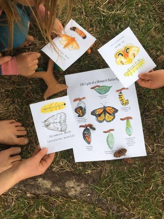 Life Cycle of a Butterfly | Etsy Hong Kong