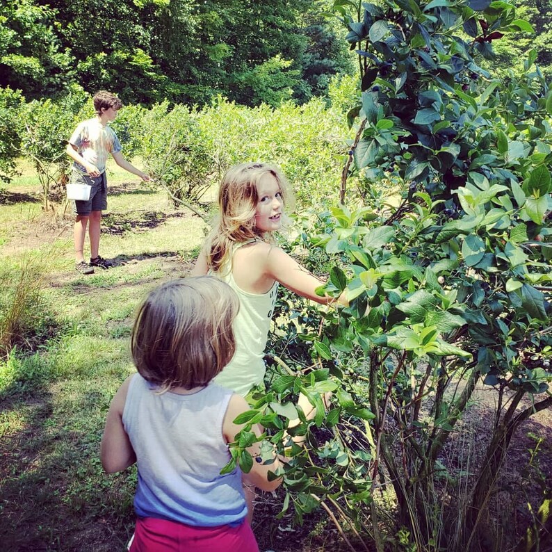 May include: Three children picking blueberries in a field. The children are wearing casual clothing and are surrounded by green bushes.