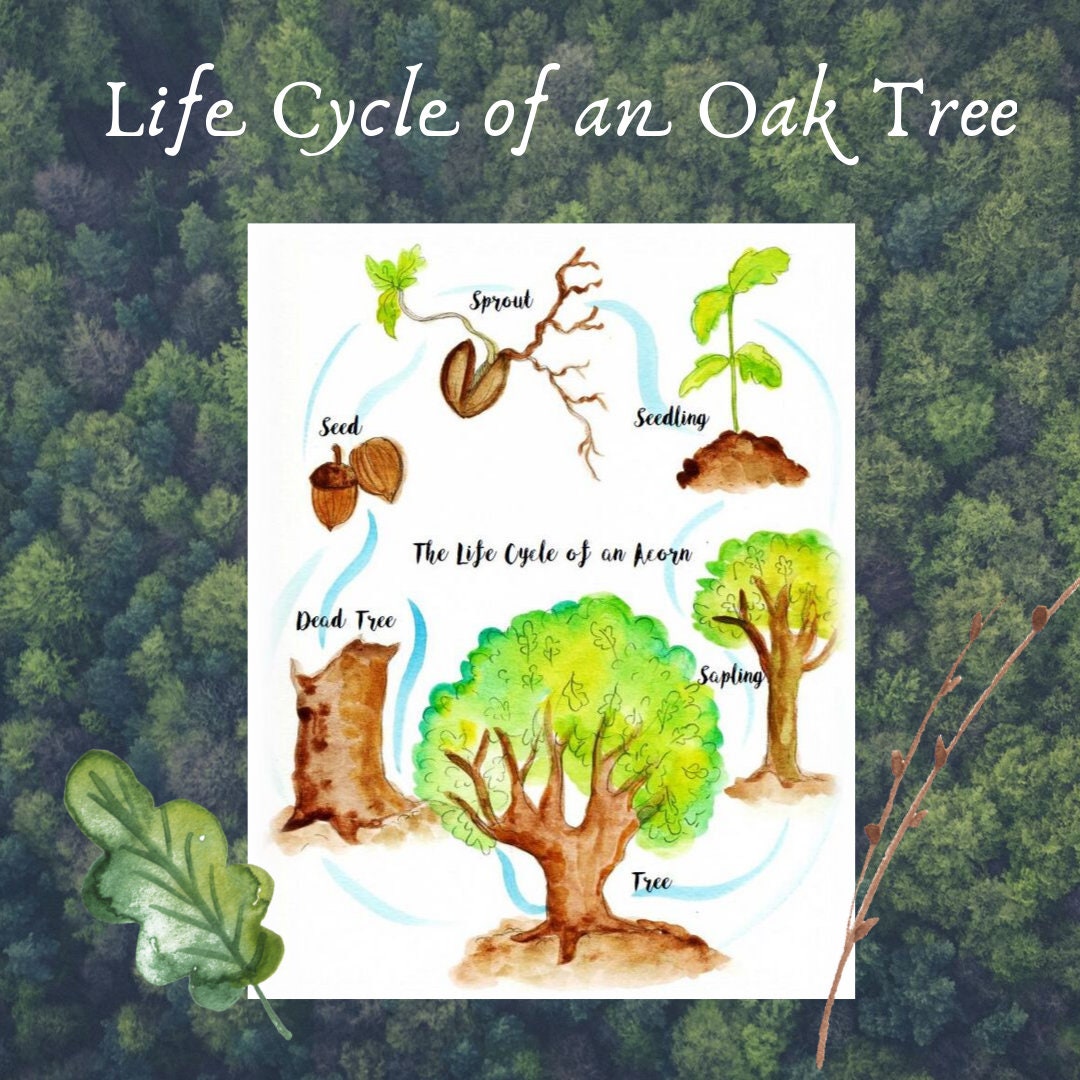 oak tree cycle