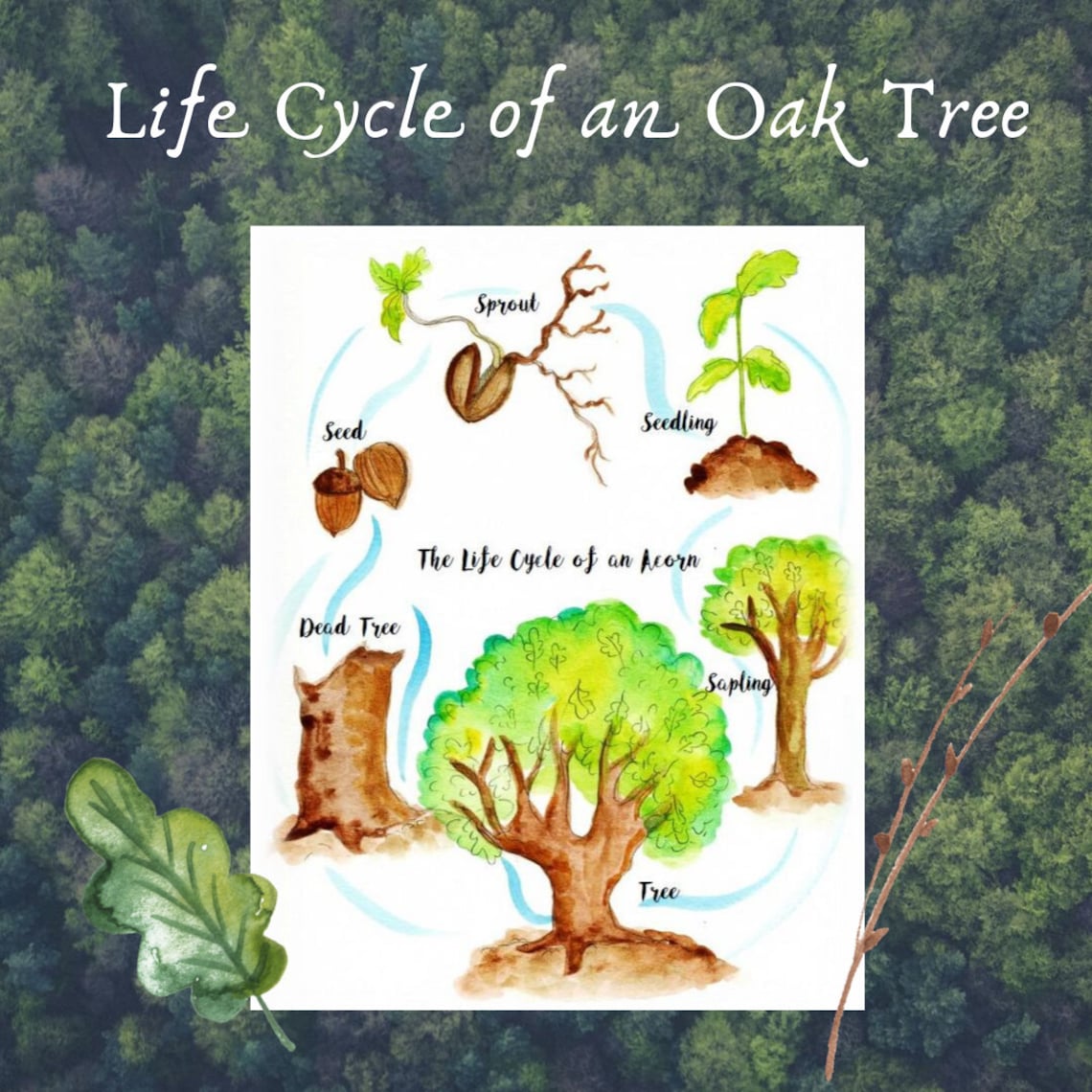 Life Cycle of an Oak Tree Art Poster Fill in the Blank Etsy