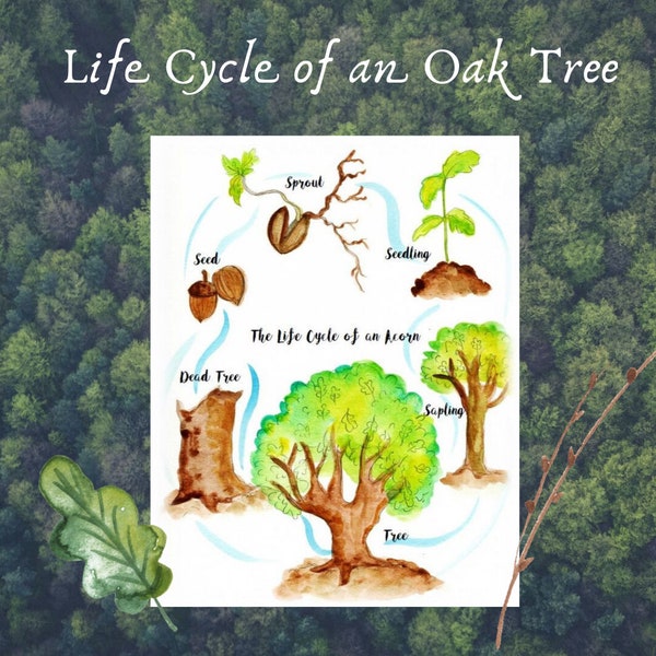 Life Cycle of an Oak Tree- Art Poster, Fill in the blank worksheet