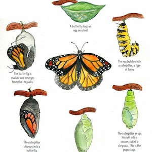 Life Cycle of a Butterfly