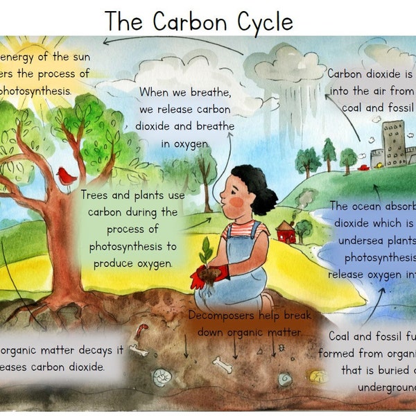 The Carbon Cycle Printable Poster