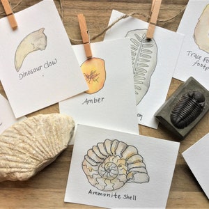 Fossil Identification Cards