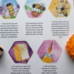Honey Bee Learning Set and Chart