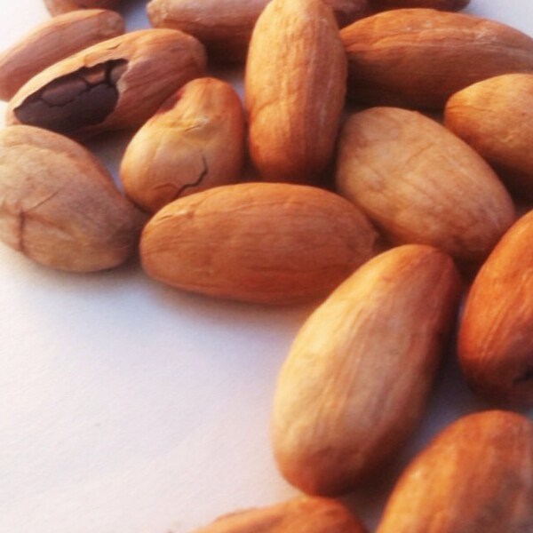 Raw Cacao Beans 1 lb Organic Fair-Trade