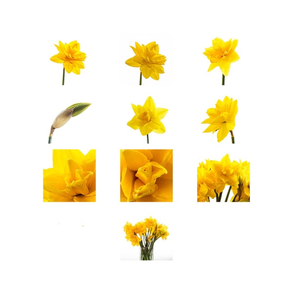 Digital Download of Classic Daffodil Photographs  - 10 Stunning Images in Zip File - All 1000+ px Files