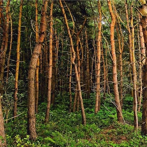 Op de afbeelding: Een dicht bos met hoge, slanke bomen. De bomen zijn meestal bruin met wat groen gebladerte. De bosbodem is bedekt met groene ondergroei.
