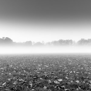 Op de afbeelding: Zwart-wit foto van een veld bedekt met bladeren, met een laag mist die de horizon verbergt. Bomen zijn zichtbaar op de achtergrond en de lucht is een grijze gradiënt.
