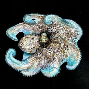 Reef Octopus - Acrylic Painting on A3 paper Nautical Beach Tropical Ocean wall art