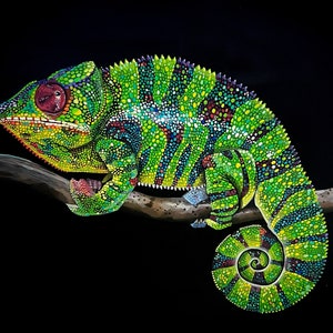 Chameleon acrylic painting on paper - Colourful lizard reptile snake art
