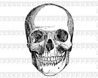 Skull Anatomy Graphic Digital Human Skull Image Printable Skull Illustration Clip Art 300dpi 0869