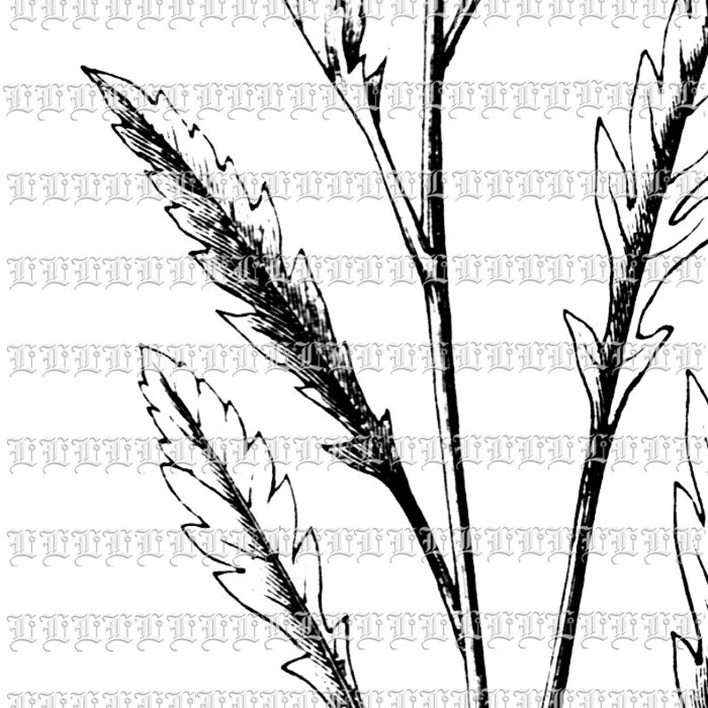 Blossomed Poppy Flower Botanical Vintage Clip Art Illustrations Printable High Quality Graphic 0421