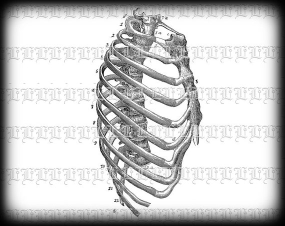 Items Similar To Human Rib Cage Side View Medical Anatomy Study Vintage