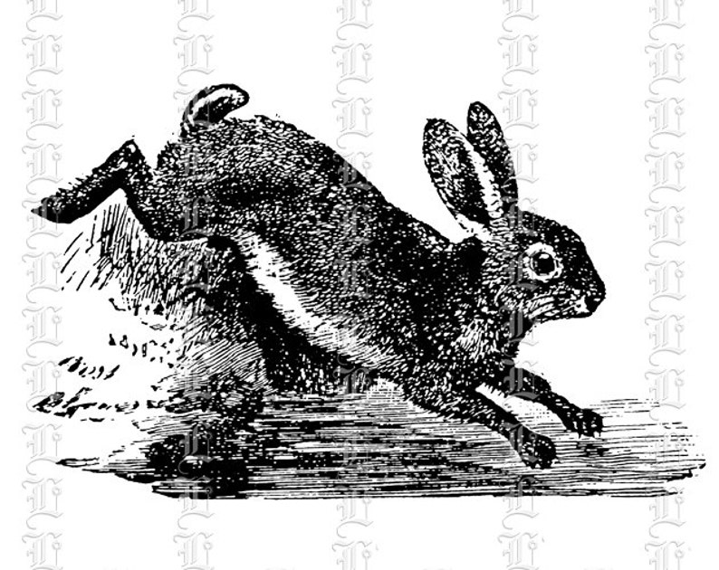 Hopping Bunny Rabbit Clip Art Vintage ClipArt Antique | Etsy