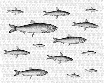 Fish Digital Collage Graphic Download Printable Image 2416