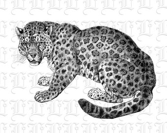 Jaguar Vintage Zoo Animals Clip Art Illustrations Black and White Clip Art 0316