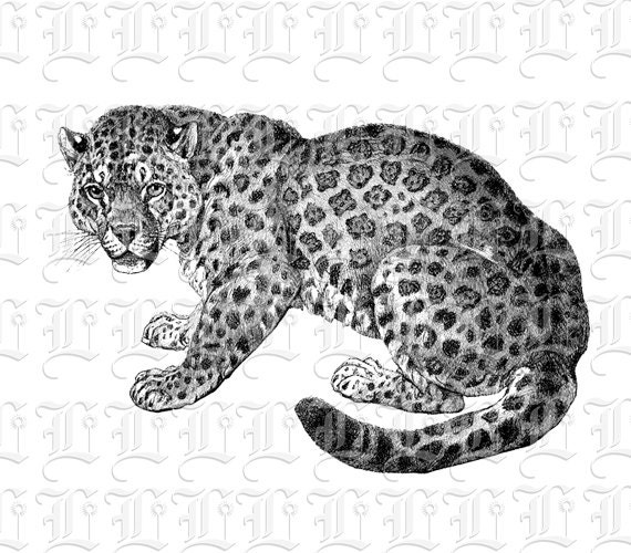 Jaguar Oldtimer Zootiere Clipart Illustrationen Schwarz Weiss Etsy