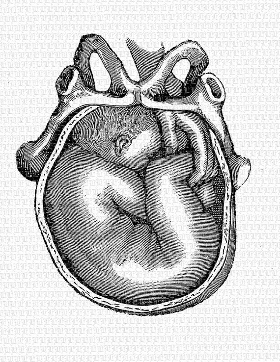 Fœtus Humain Bebe Ventre Illustration Vintage Images Etsy France