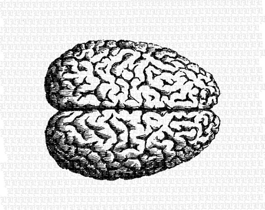 Human Brain Graphic Printable Anatomy Image Digital Vintage Clip Art ...