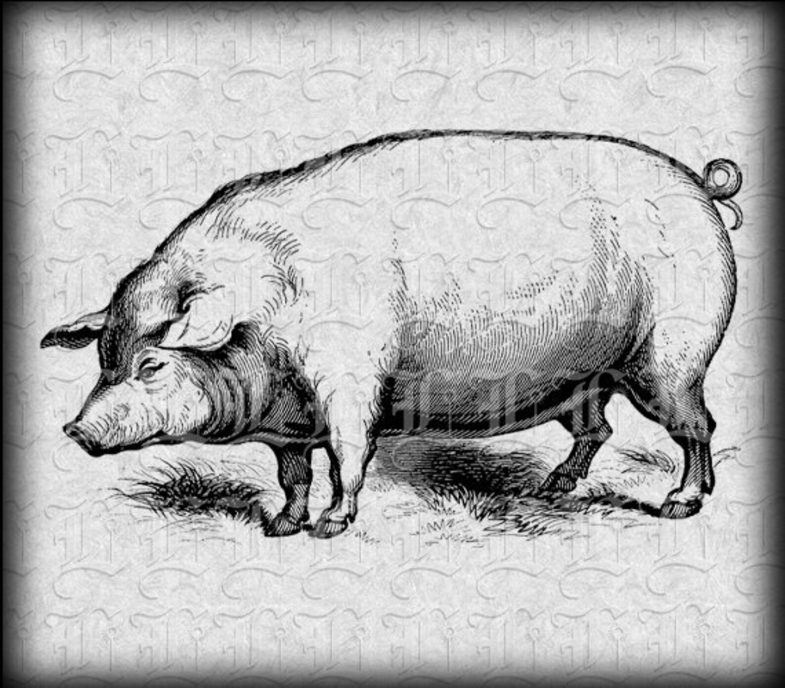 Domestic Pig Vintage Clip Art Illustrations 0318 Etsy
