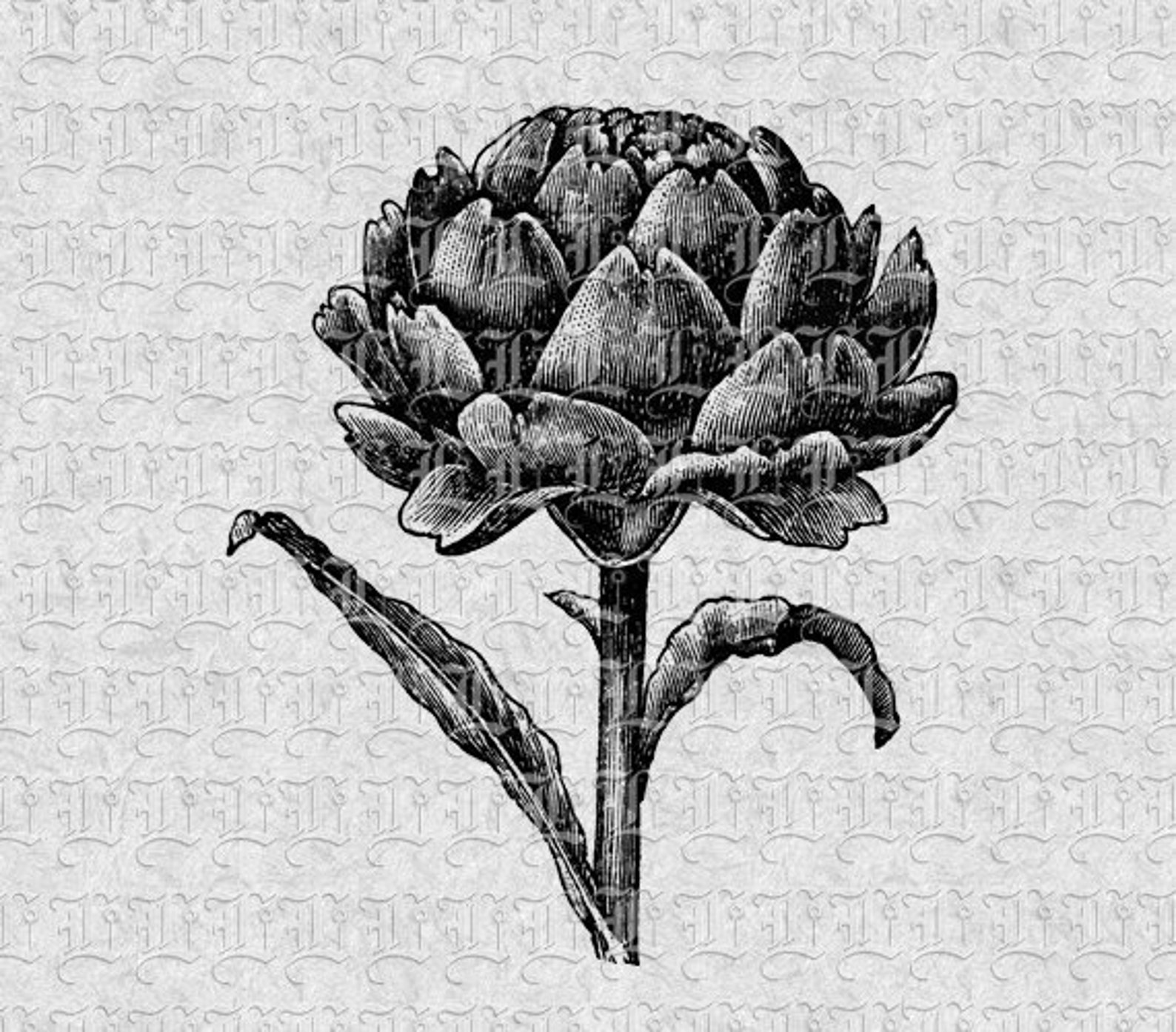 Artichoke Flower Vintage Clip Art Illustrations High Quality Etsy