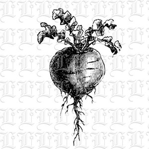 Vintage Beet Root Illustration: Printable Vegetable Collage (Digital Download)