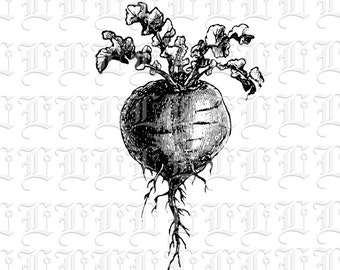 ヴィンテージビートルートのイラスト：印刷可能な野菜コラージュ（デジタルダウンロード）