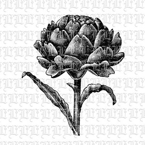 Artichoke Flower Vintage Clip Art Illustrations High Quality Printable Digital Collage Sheet 0417
