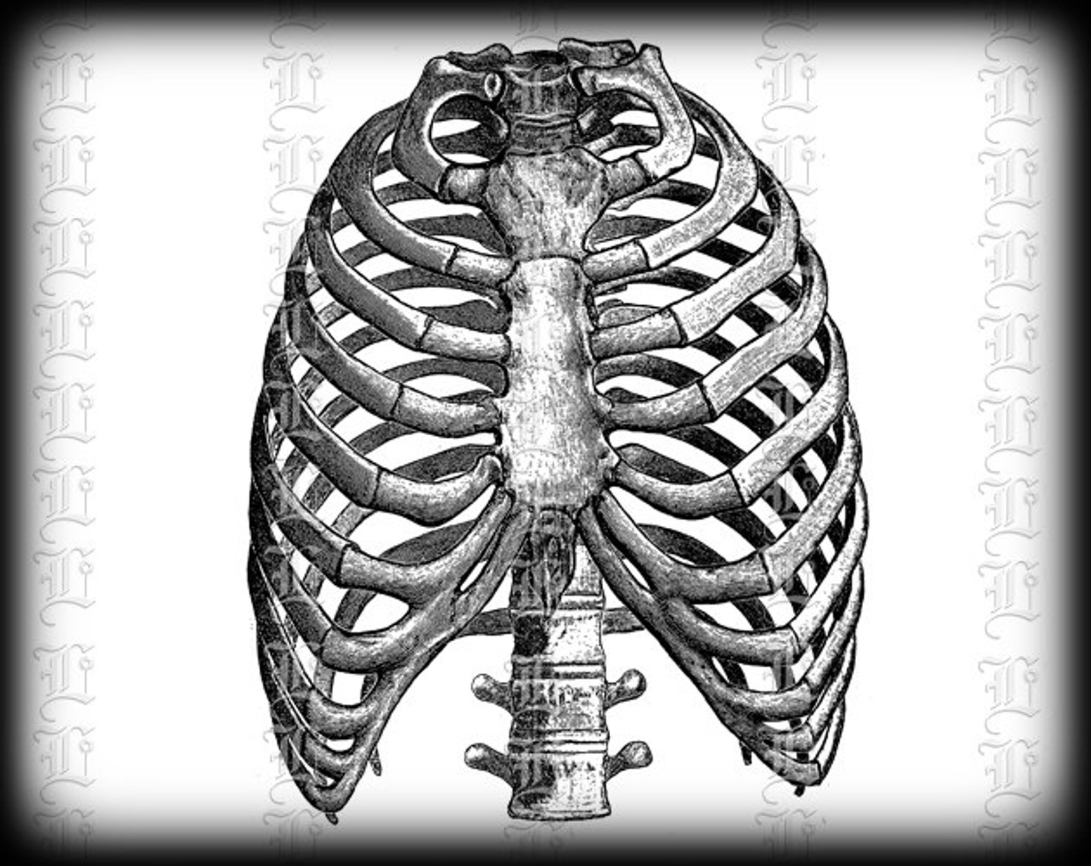 Грудная клетка картинка. Грудная клетка медицинский. Грудная клетка анатомия гравюра. Закругленная грудная клетка. Перси (грудная клетка).