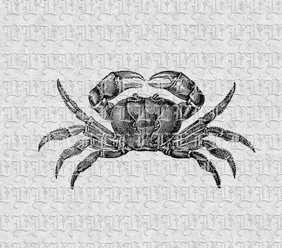 Digital Crab Clip Art Vintage Illustrations High Quality Etsy
