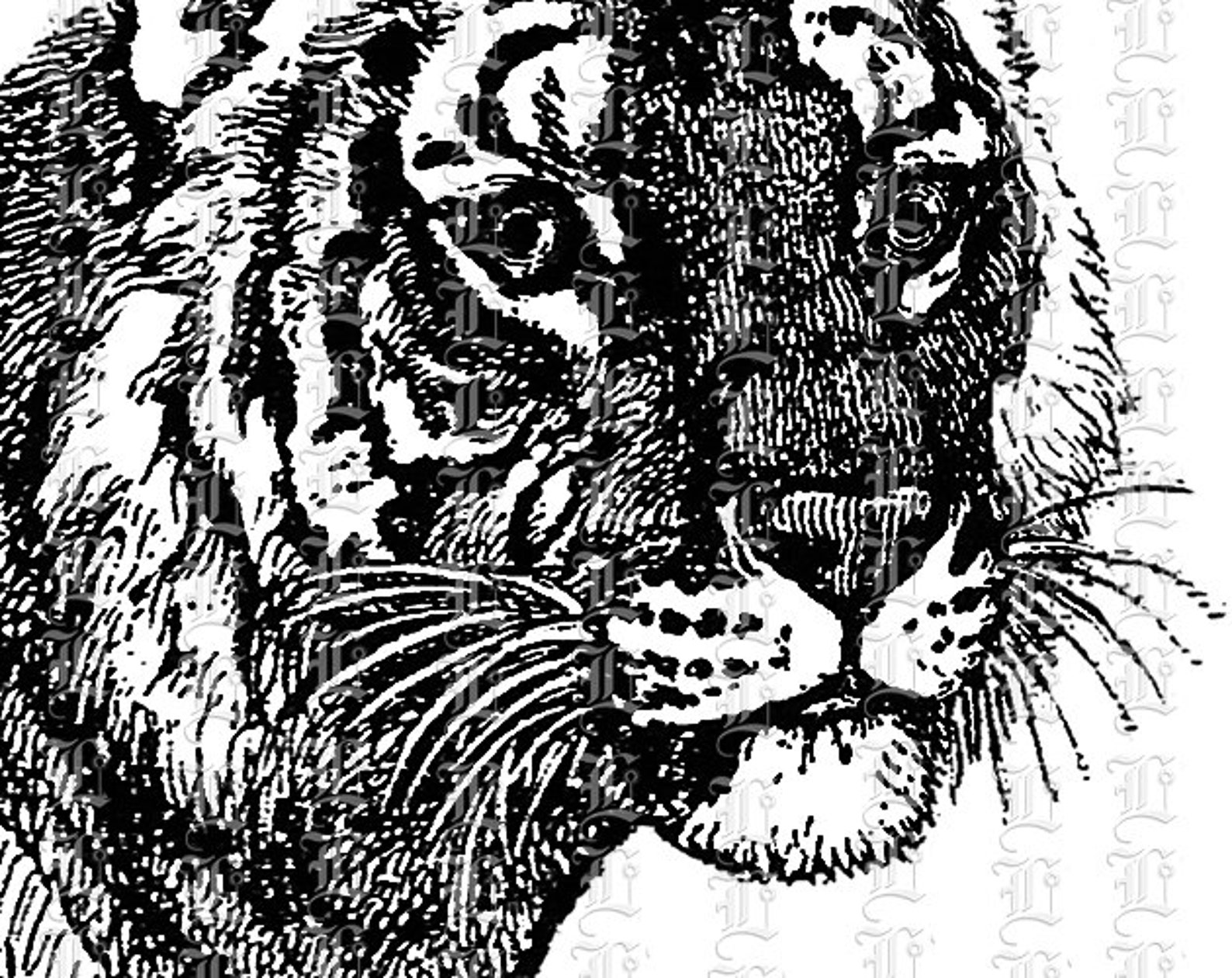 Tiger Illustration Animals Clip Art Antique Vintage Graphics - Etsy