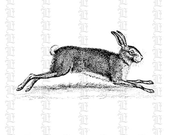 cute homework clipart black and white Antique Clip Art Hopping Hop Bunny Rabbit Vintage Clip Art Illustrations High Quality Clipart Antique Digital Image 0863