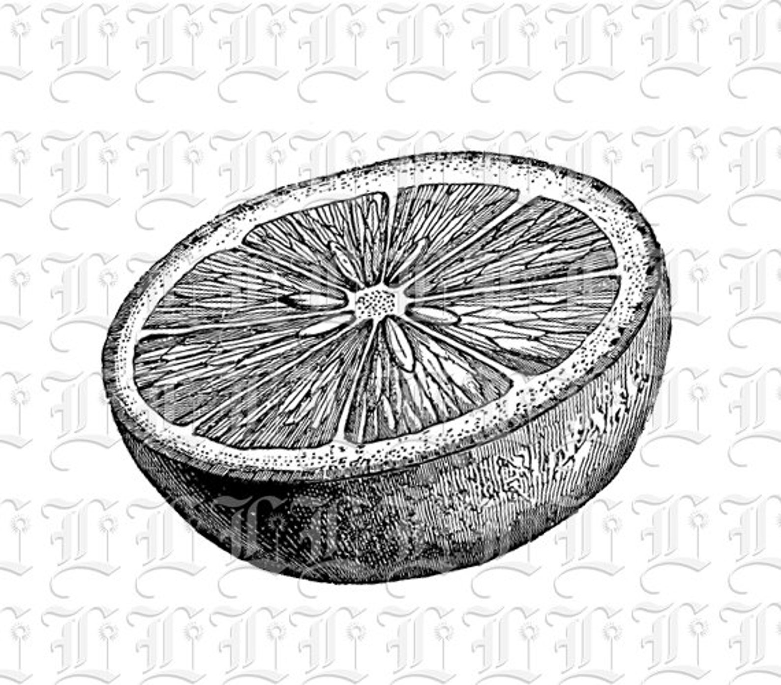 Citrus Fruit Cut in Half Vintage Illustrations Printable High Quality