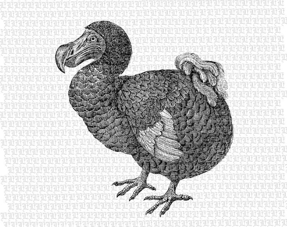 The dodo became in 1681. Птица Додо рисунок. Птица Додо смешные картинки. Птица Додо раскраска. Скетч Додо.