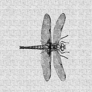 Digital Swordfish Image Vintage Swordfish Graphic Fish Illustration Antique Printable Fish Clip Art 0505
