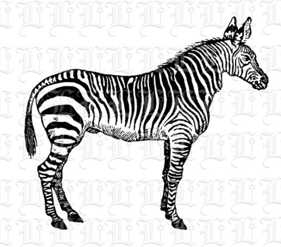 Digital Zebra Graphic High Quality Printable Image Instant - Etsy