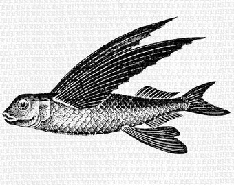 Printable Fish Image Flying 300dpi Fish Graphic Vintage Clip Art Fish Illustrations 0852