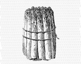 Asparagus Bundle Illustration Vintage Illustrations Antique Vegetable Graphics Food Clip Art 2329