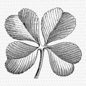 Lucky 4 hoja trébol cuatro hojas Vintage Clip Art imprimible gráficos ilustraciones antiguas 2324